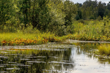 Landscape with swamp.