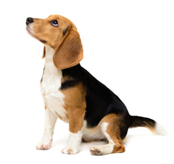 Beagle dog female isolated on a white