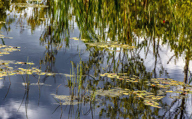 Landscape with swamp.