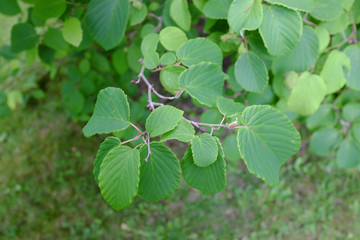 Corylopsis spicata, Japan