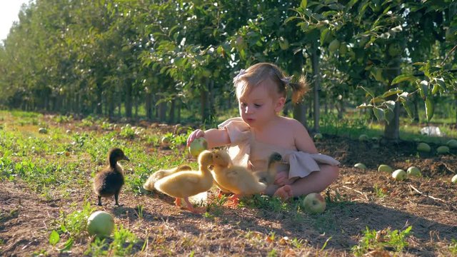 rural childhood, happy kid is played with small canard in garden during harvest season in autumn