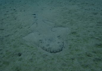 Fototapeta na wymiar Swimming angelshark over sand in blue ocean in canary island