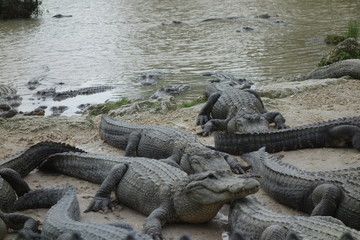Alligatoren in den Everglades in Florida