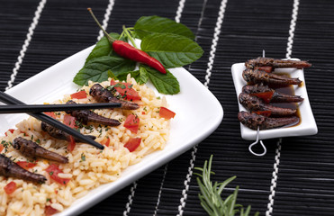 Heuschrecken gebraten mit scharfen Reis, Tomate und Soße,  Heuschrecken am Spieß mit Soße