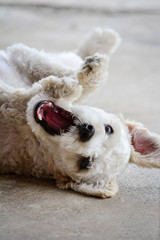 portrait of puppy barking at home