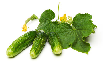 Freshly salted crispy Cucumbers with leaves, isolated on white background.