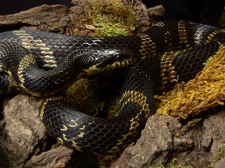 Elaphe schrenckii in terrarium