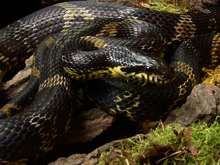 Elaphe schrenckii in terrarium