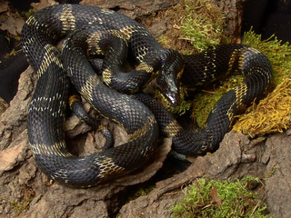 Elaphe schrenckii in terrarium