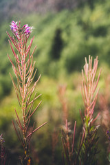 Tall pink grass growing near a trail in Colorado. 