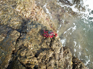 Ostatlantische rote Felsenkrabbe