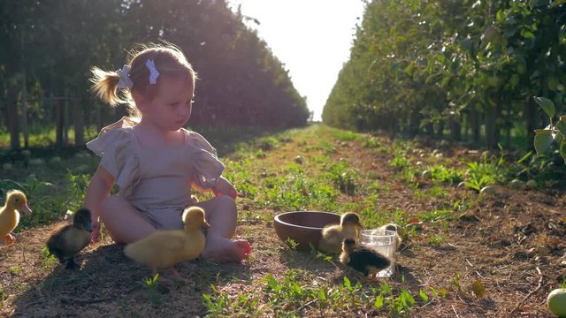 rural childhood, cute child girl grazes small poultry sitting on grass in autumn garden during harvest season