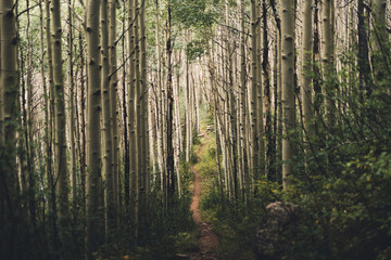 Fototapeta na wymiar A hiking trail running through aspen trees in Colorado. 