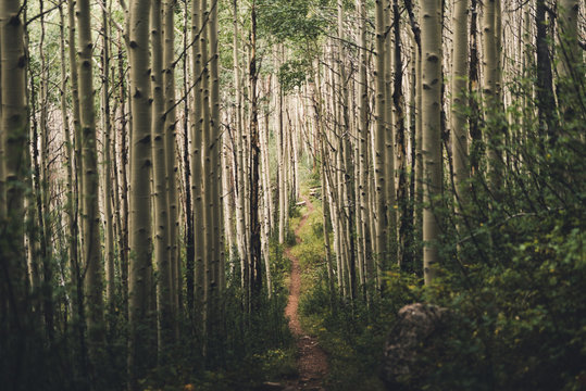 A Hiking Trail Running Through Aspen Trees In Colorado. 