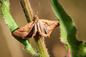 Schmetterling, Falter auf einer Pflanze 