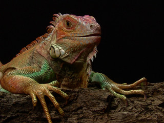 Green iguana Lguana iguana in terrarium