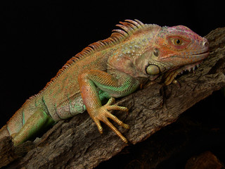 Green iguana Lguana iguana in terrarium
