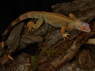Green iguana Lguana iguana in terrarium