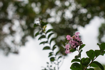 colorful flower close up