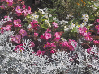 Garden decorative flowers