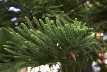 Araucaria heterophylla