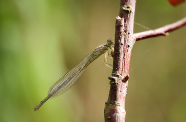 Libelle, Jungfer, auf einer Pflanze