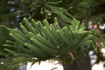 Araucaria heterophylla