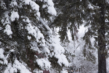 Pines Heavy with Snow