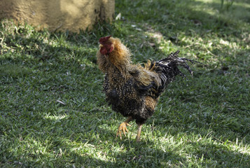 Galo Galinha e sues pintinhos