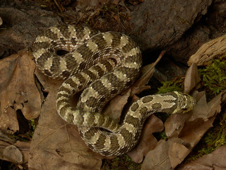 Western hognose snake Heterodon nasicus in terrarium