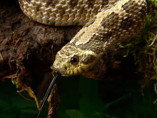 Western hognose snake Heterodon nasicus in terrarium
