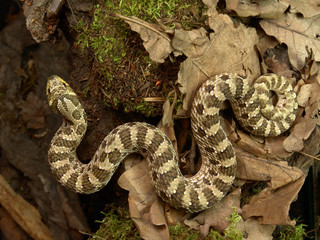 Western hognose snake Heterodon nasicus in terrarium