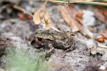 junge Kröte auf dem Waldboden 
