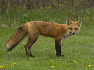 Red Fox