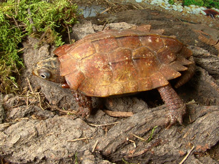 Ryukyu leaf turtle Geoemyda spengleri japonica in terrarium eating mouse