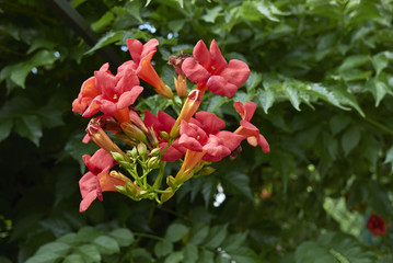 Campsis radicans