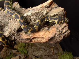 Carpet python Morelia spilota variegata in terrarium  