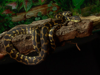 Carpet python Morelia spilota variegata in terrarium  