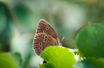 Schmetterling, Falter auf einer Pflanze 