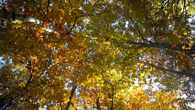 View of maple tree in autumn. Pan shot of beautiful colorful autumn tree tops and leaves swaying in the wind at forest park