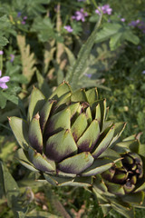 Fototapeta premium Cynara cardunculus
