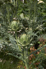 Cynara cardunculus