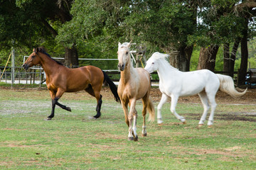 A mare, a gelding, and a pony