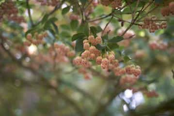 Enkianthus campanulatus