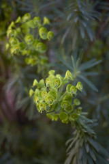 Fototapeta na wymiar Euphorbia characias