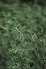 Euphorbia maculata