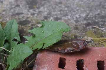 Mit Regentropfen bedecktes Löwenzahnblatt verdeckt absterbendes braunes Blatt auf Ziegelstein