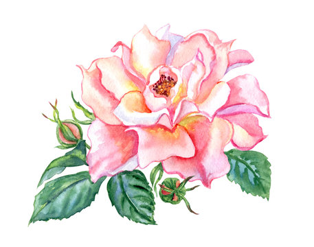 Delicate rose floribunda with buds, watercolor drawing on white background, isolated with clipping path.