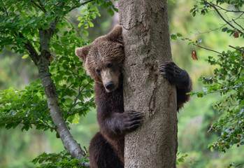 young brown bear embracing a tree in the forest - 220287621