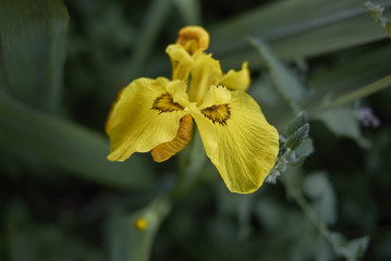 Iris pseudacorus
